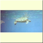 044_d_molokini_turtle_surface.jpg