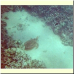 044_e_molokini_turtle_bottom.jpg