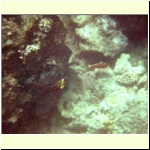 044_j_molokini_fish.jpg