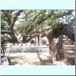 059_lahaina_banyon_tree_georgi.jpg